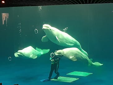 島根県立 しまね海洋館に投稿された画像（2021/7/24）