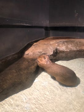 マクセル アクアパーク品川に投稿された画像（2021/7/24）