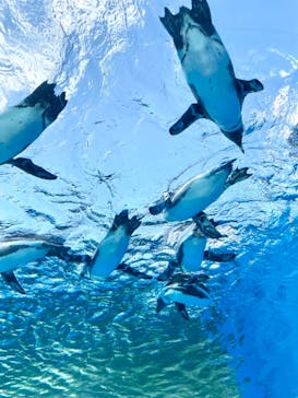 サンシャイン水族館に投稿された画像（2021/7/24）
