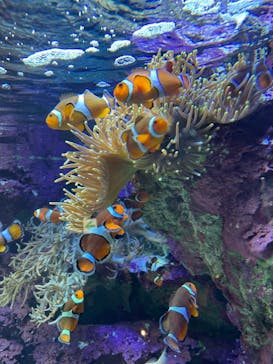 サンシャイン水族館に投稿された画像（2021/7/24）