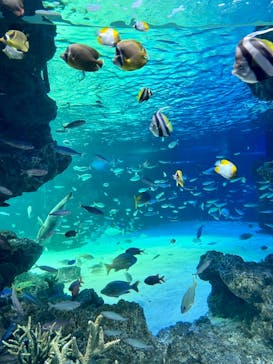 サンシャイン水族館に投稿された画像（2021/7/24）