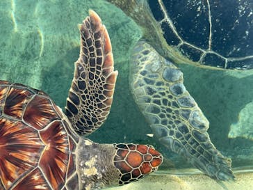 新江ノ島水族館に投稿された画像（2021/7/24）