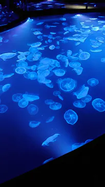 すみだ水族館に投稿された画像（2021/7/24）