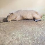 マクセル アクアパーク品川に投稿された画像（2021/7/24）