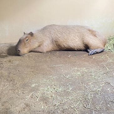 マクセル アクアパーク品川に投稿された画像（2021/7/24）