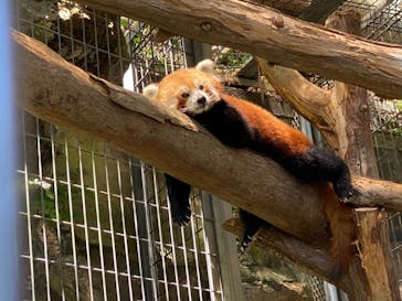 熱川バナナワニ園に投稿された画像（2021/7/24）