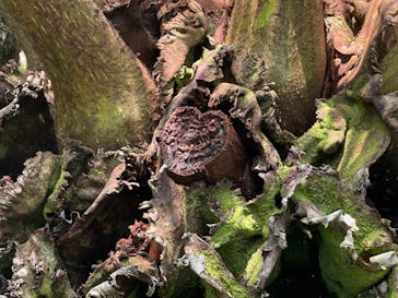 熱川バナナワニ園に投稿された画像（2021/7/24）