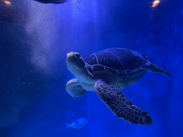 マクセル アクアパーク品川に投稿された画像（2021/7/24）