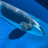 名古屋港水族館に投稿された画像（2021/7/24）