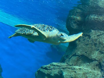 名古屋港水族館に投稿された画像（2021/7/24）