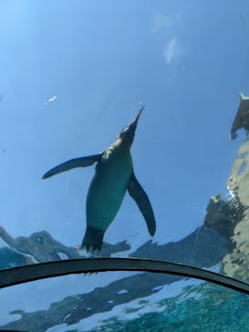 旭川市旭山動物園に投稿された画像（2021/7/24）