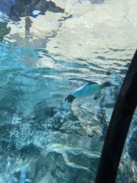 旭川市旭山動物園に投稿された画像（2021/7/24）