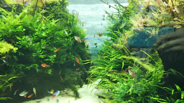 すみだ水族館に投稿された画像（2021/7/24）