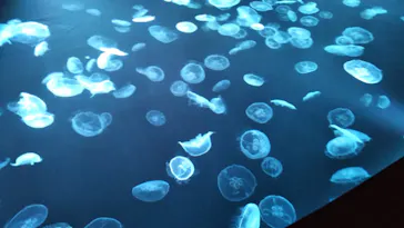 すみだ水族館に投稿された画像（2021/7/24）