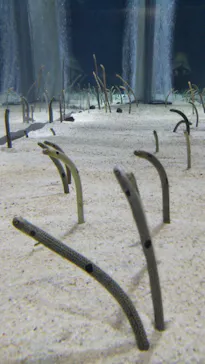 すみだ水族館に投稿された画像（2021/7/24）