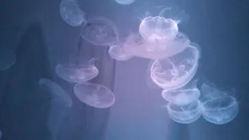 すみだ水族館に投稿された画像（2021/7/24）