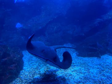 京都水族館に投稿された画像（2021/7/24）