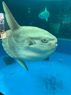 横浜・八景島シーパラダイスに投稿された画像（2021/7/24）