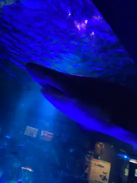 横浜・八景島シーパラダイスに投稿された画像（2021/7/24）