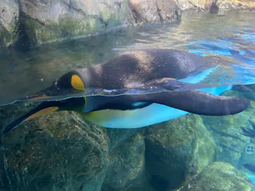 横浜・八景島シーパラダイスに投稿された画像（2021/7/24）