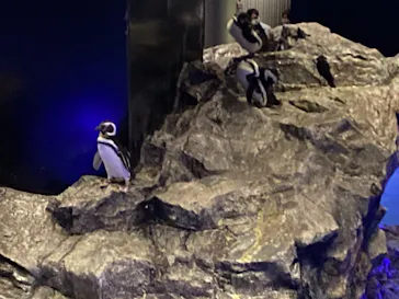 すみだ水族館に投稿された画像（2021/7/24）