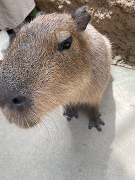 神戸どうぶつ王国に投稿された画像（2021/7/24）