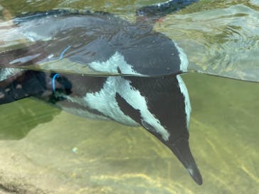 神戸どうぶつ王国に投稿された画像（2021/7/24）