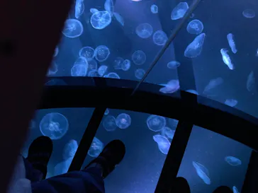 すみだ水族館に投稿された画像（2021/7/24）