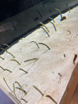 すみだ水族館に投稿された画像（2021/7/24）