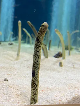 すみだ水族館に投稿された画像（2021/7/24）