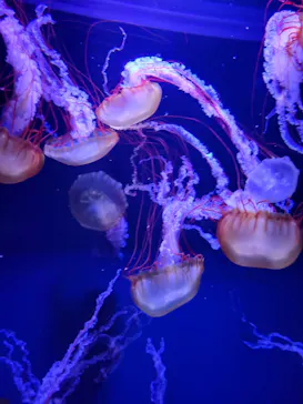 すみだ水族館に投稿された画像（2021/7/24）