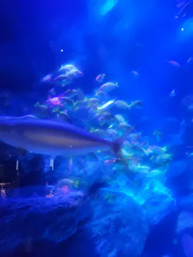 すみだ水族館に投稿された画像（2021/7/24）