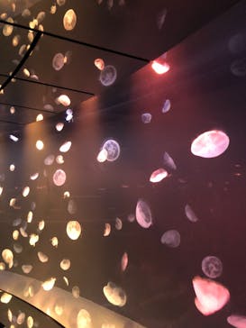 サンシャイン水族館に投稿された画像（2021/7/24）