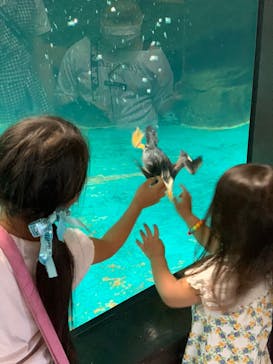 アクアワールド茨城県大洗水族館に投稿された画像（2021/7/24）