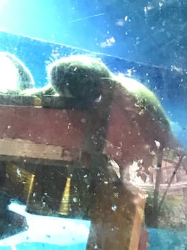 ゼロ距離水族館 伊勢シーパラダイスに投稿された画像（2021/7/24）