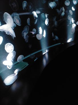 京都水族館に投稿された画像（2021/7/24）