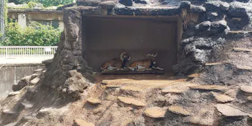 天王寺動物園に投稿された画像（2021/7/24）