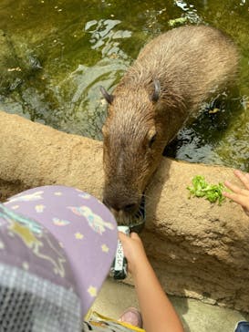 神戸どうぶつ王国に投稿された画像（2021/7/24）