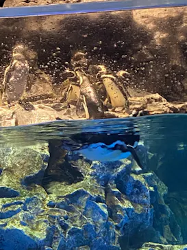 すみだ水族館に投稿された画像（2021/7/24）