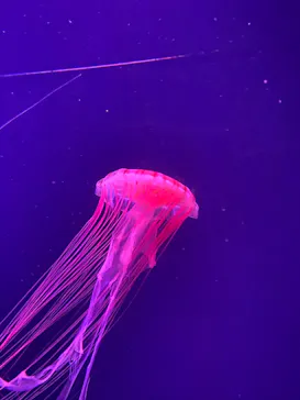 すみだ水族館に投稿された画像（2021/7/24）