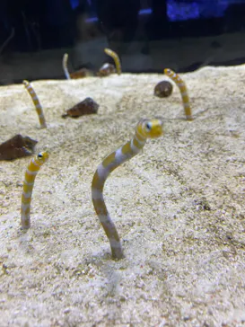 すみだ水族館に投稿された画像（2021/7/24）
