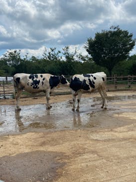 成田ゆめ牧場に投稿された画像（2021/7/25）