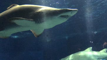 アクアワールド茨城県大洗水族館に投稿された画像（2021/7/25）