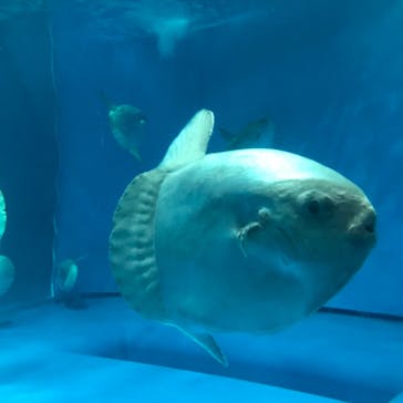 アクアワールド茨城県大洗水族館に投稿された画像（2021/7/25）