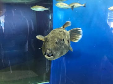 アクアワールド茨城県大洗水族館に投稿された画像（2021/7/25）