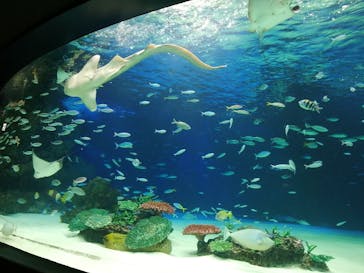 サンシャイン水族館に投稿された画像（2021/7/25）