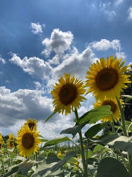 成田ゆめ牧場に投稿された画像（2021/7/25）