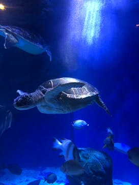 マクセル アクアパーク品川に投稿された画像（2021/7/25）