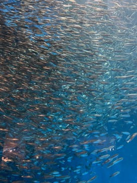 名古屋港水族館に投稿された画像（2021/7/25）