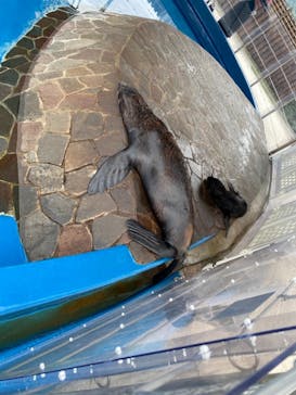 大分マリーンパレス水族館 「うみたまご」に投稿された画像（2021/7/25）